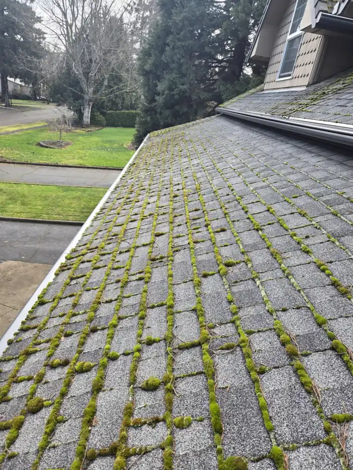 Asphalt shingle roof heavily covered in green moss before cleaning